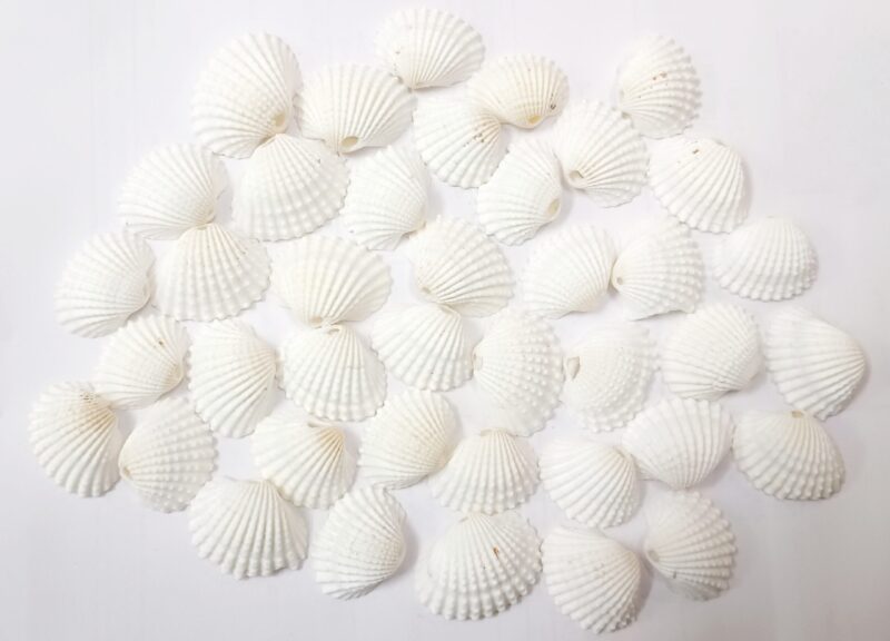 Natural Sea Shells/ Seap Single Hole Shell Bead for Jewellery Making and Beading Pack of100Pcs