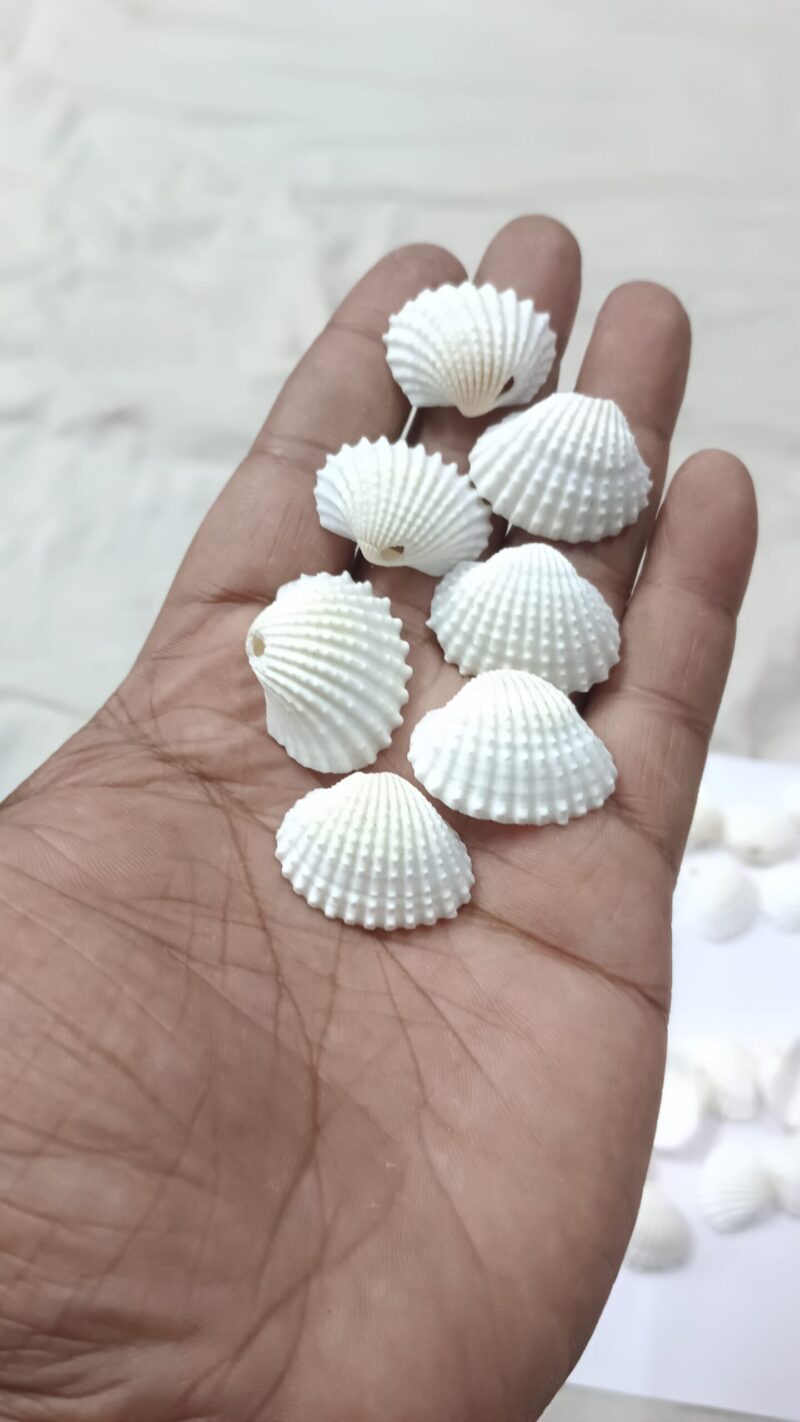 Natural Sea Shells/ Seap Single Hole Shell Bead for Jewellery Making and Beading Pack of100Pcs - Image 2